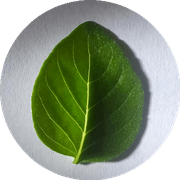 Albahaca Fresca